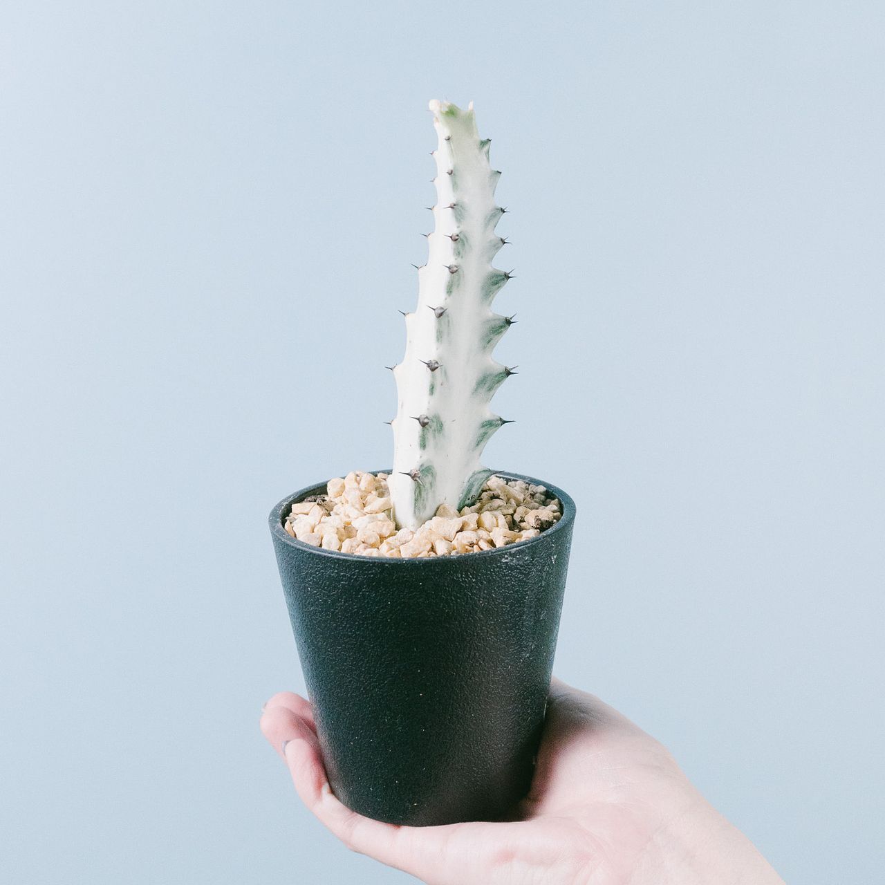 ◆ユーフォルビア☺︎ホワイトゴースト7号鉢付き◆ 楽天市場】【マラソンクーポン有！】【現品】ユーフォルビア・ホワイト