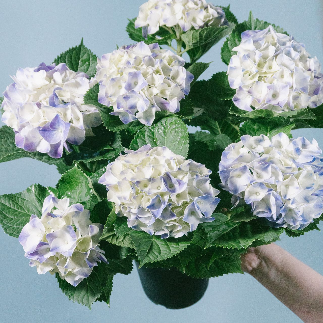 あじさい「マジカルマーブル」