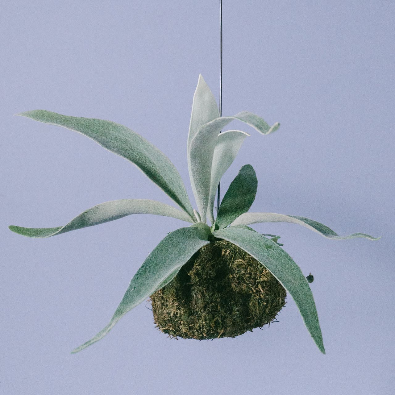 苔玉ビカクシダ「ベイチー」