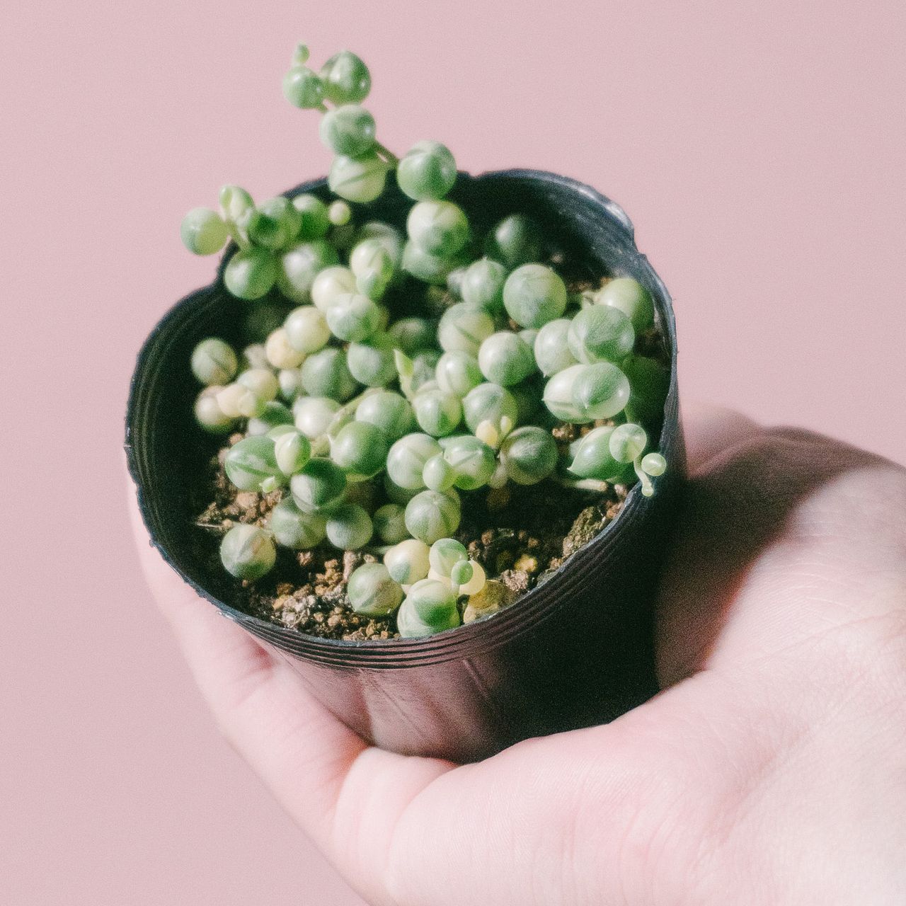 希少！斑入グリーンネックレス