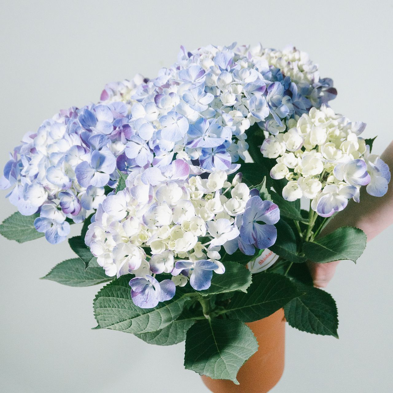 紫陽花「みずいろの恋」
