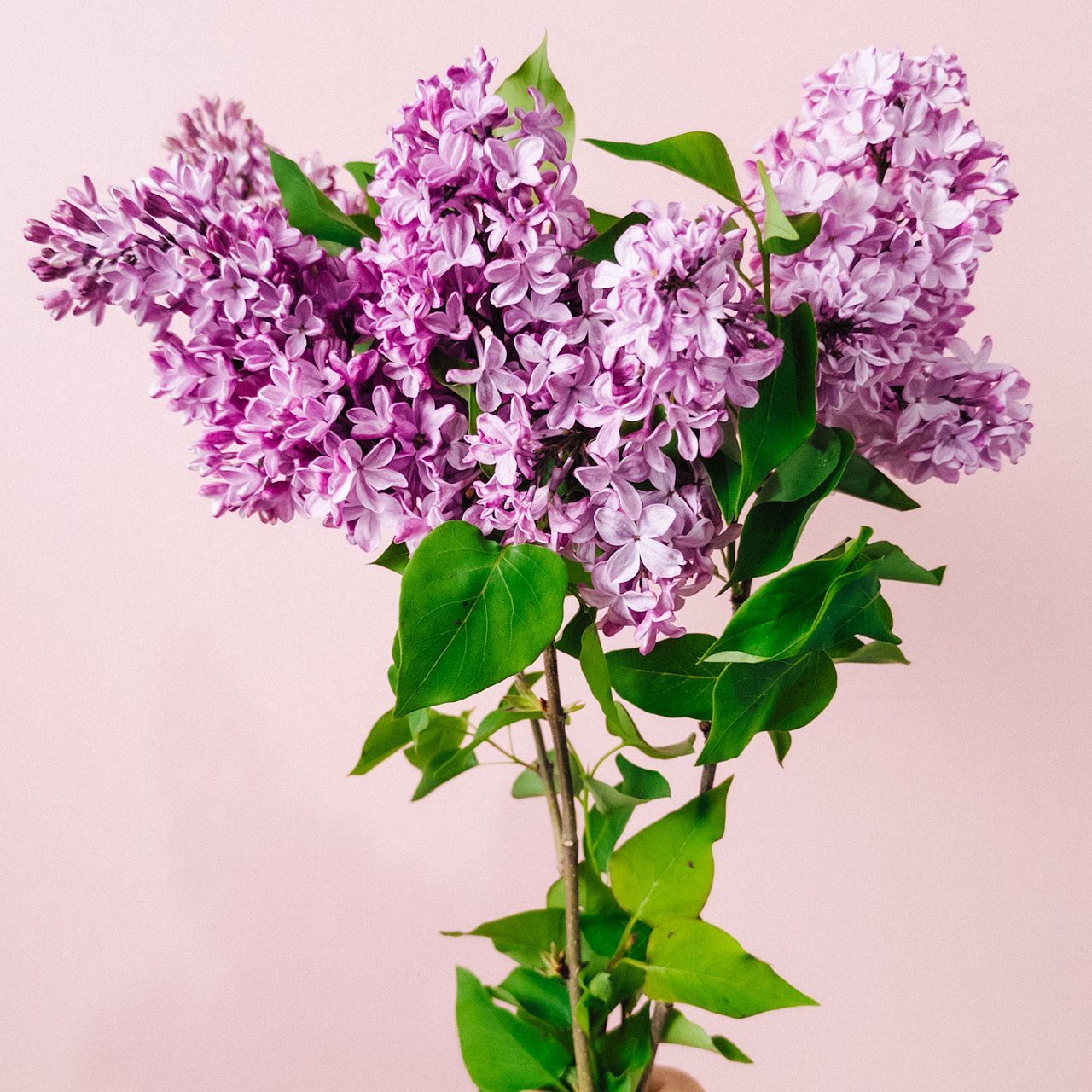 国産ライラック