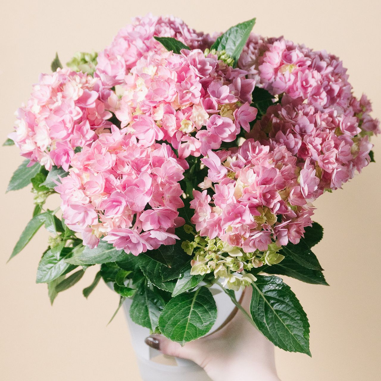 紫陽花「星あつめ」