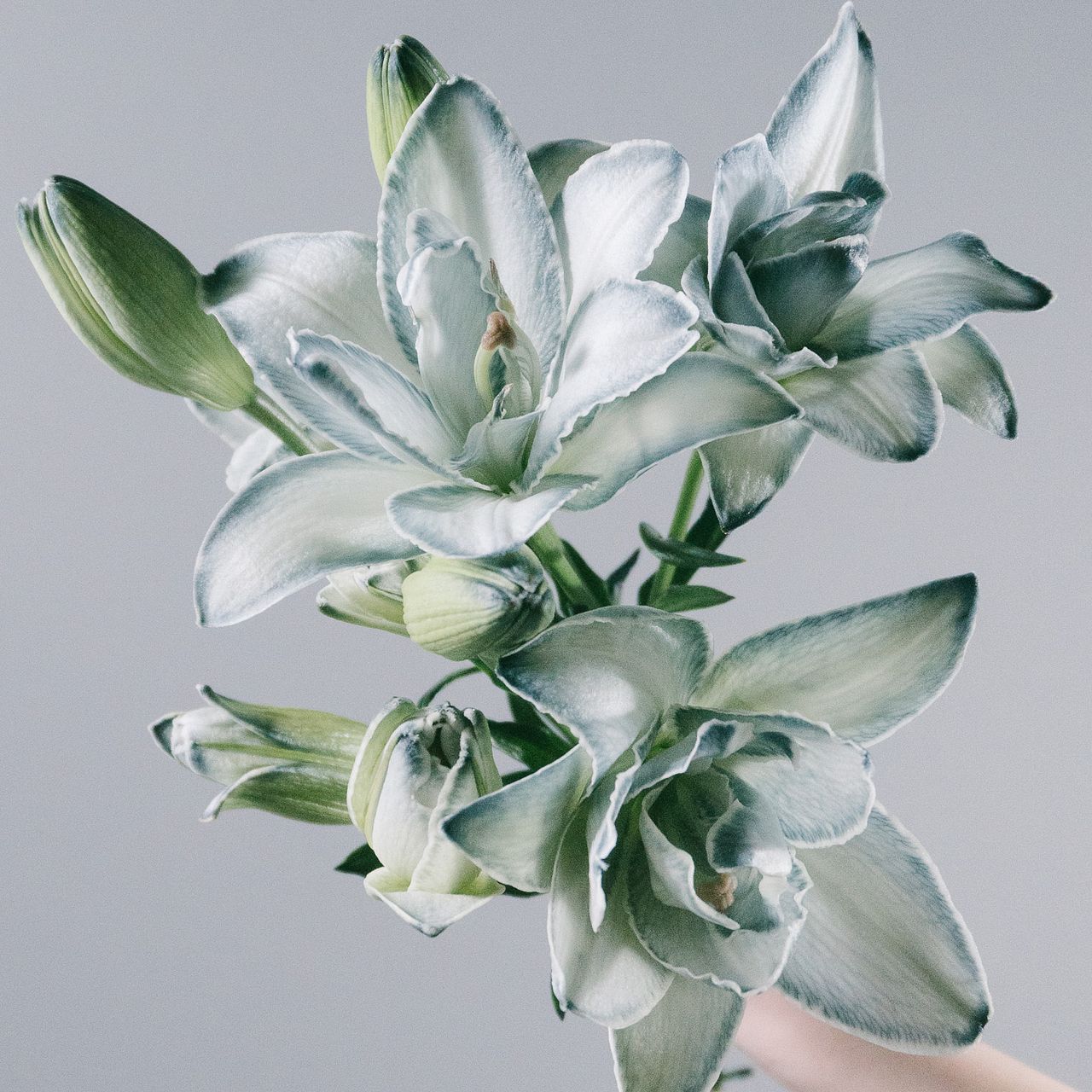 りーゆりも様一枚 large_97f1f06b-05ae-4949-bd15-