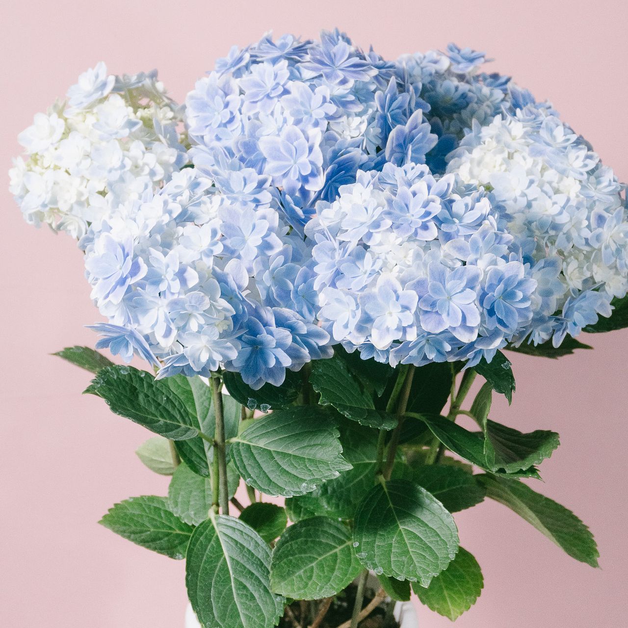 紫陽花「万華鏡」（ブルー）