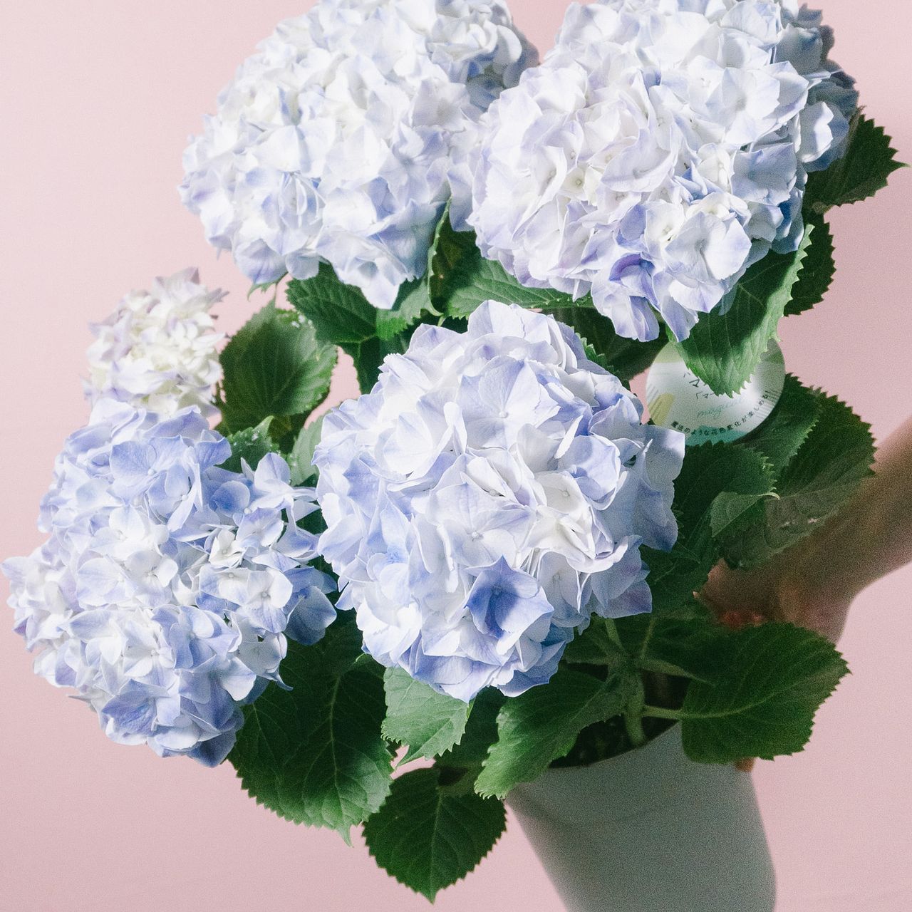 紫陽花「マジカルマーブル」