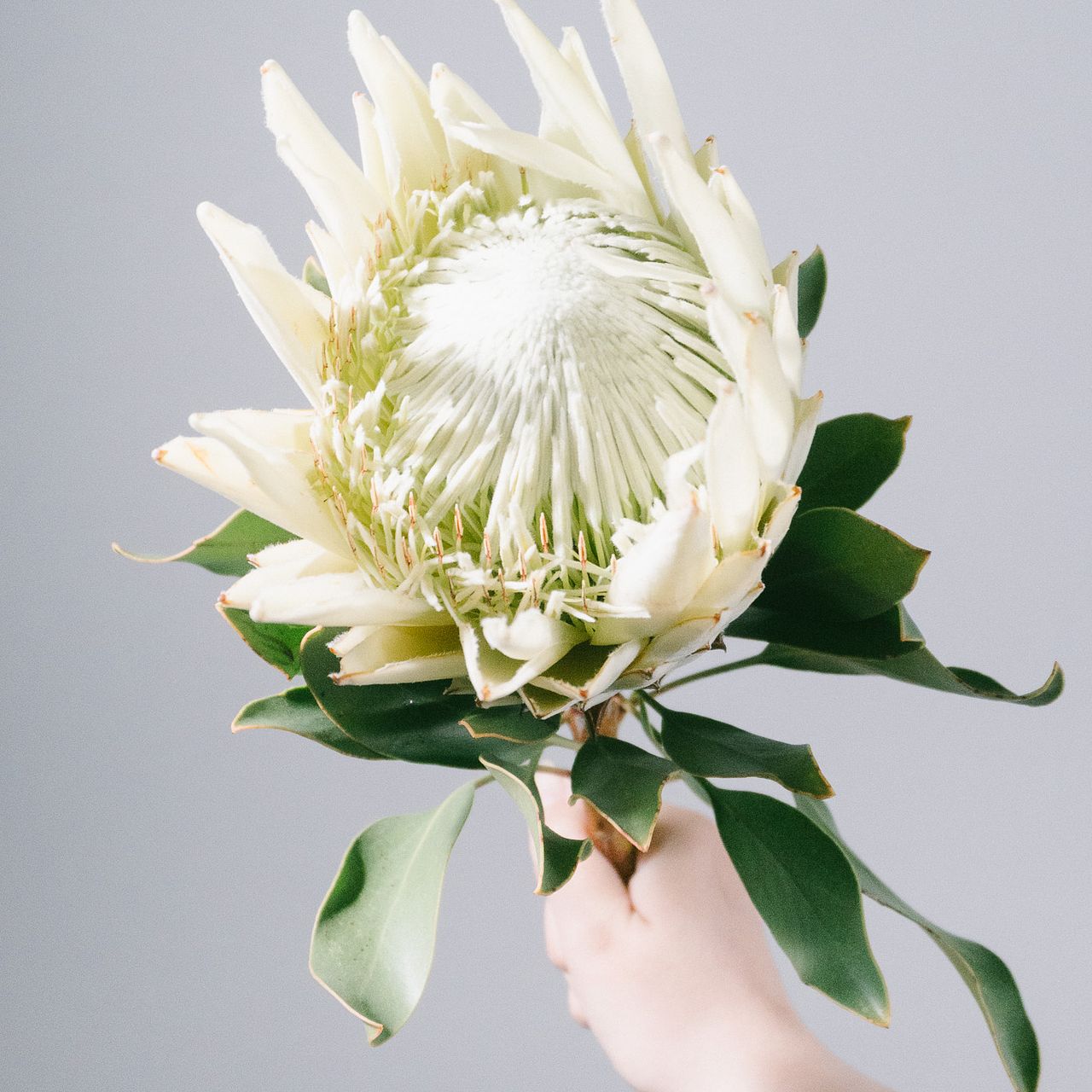 プロテアアークティックアイス　希少！　1 キングプロテア「アークティックアイス」