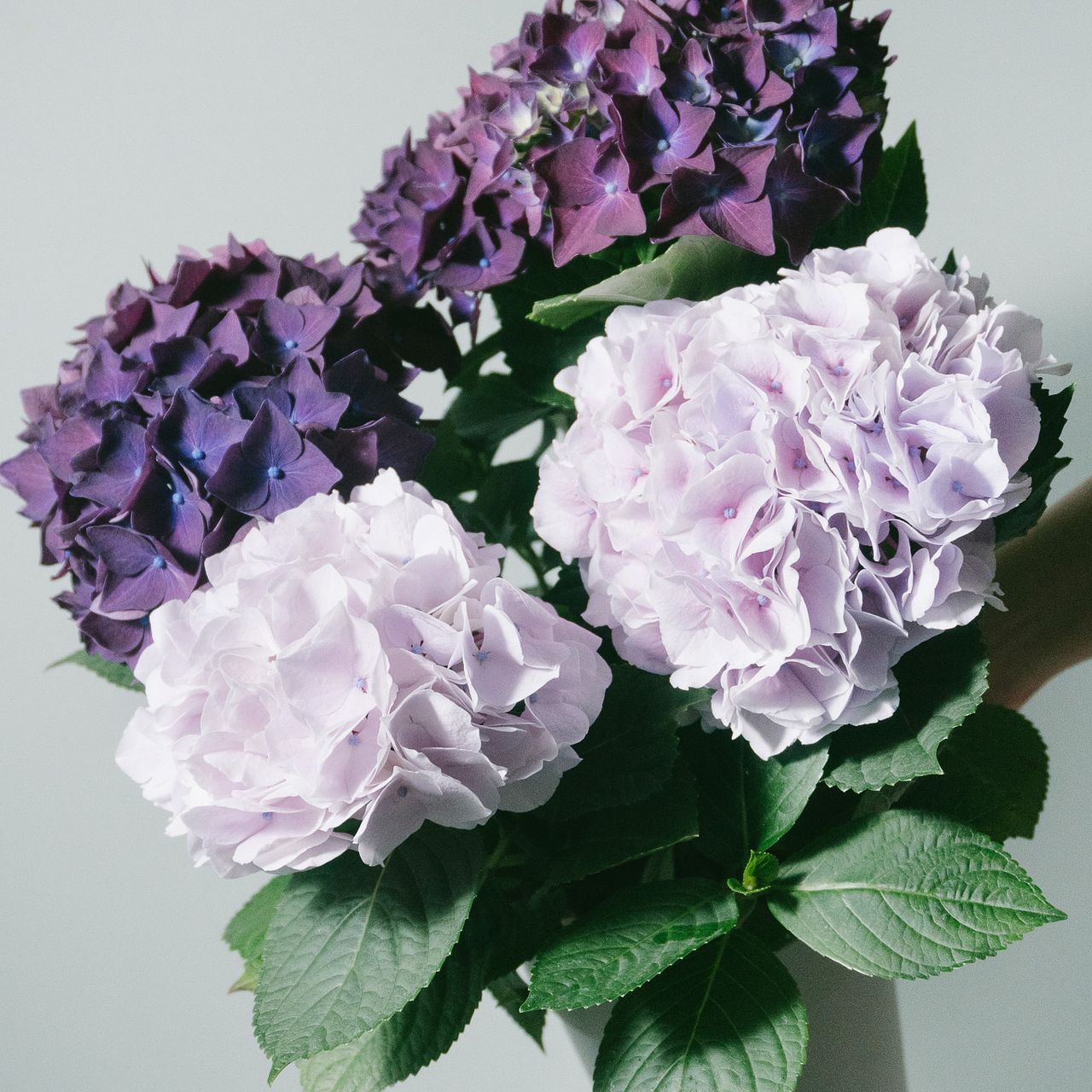紫陽花「マジカルマーブル」