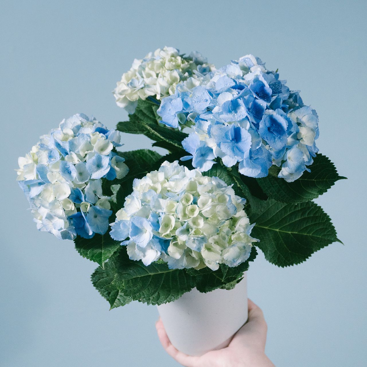 紫陽花「マーブルソーダ」4号
