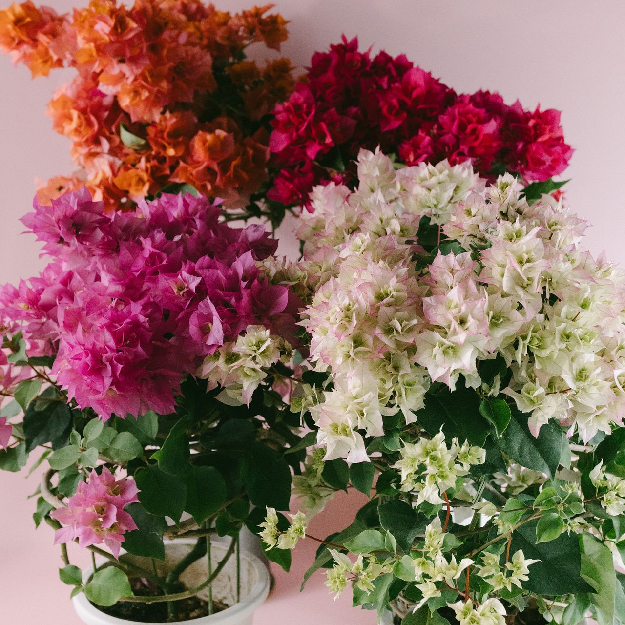 おまかせ八重咲きブーゲンビリア