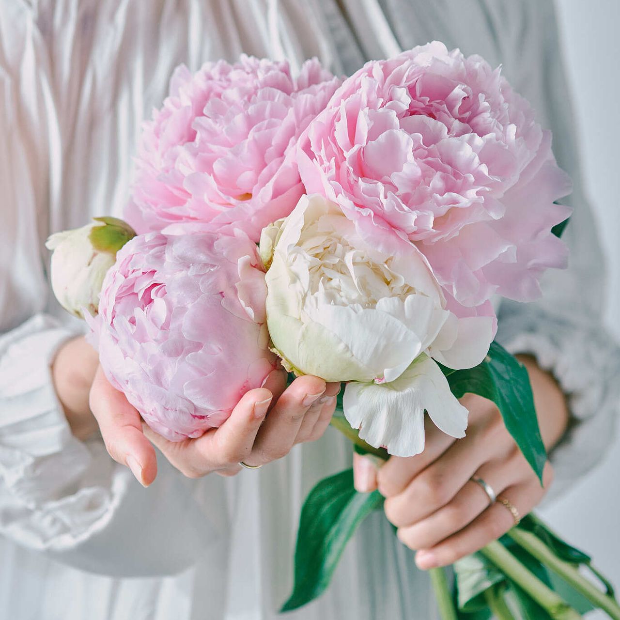 産直】センティアの希少芍薬（アルベルトクラウスとアイボリービクトリー）