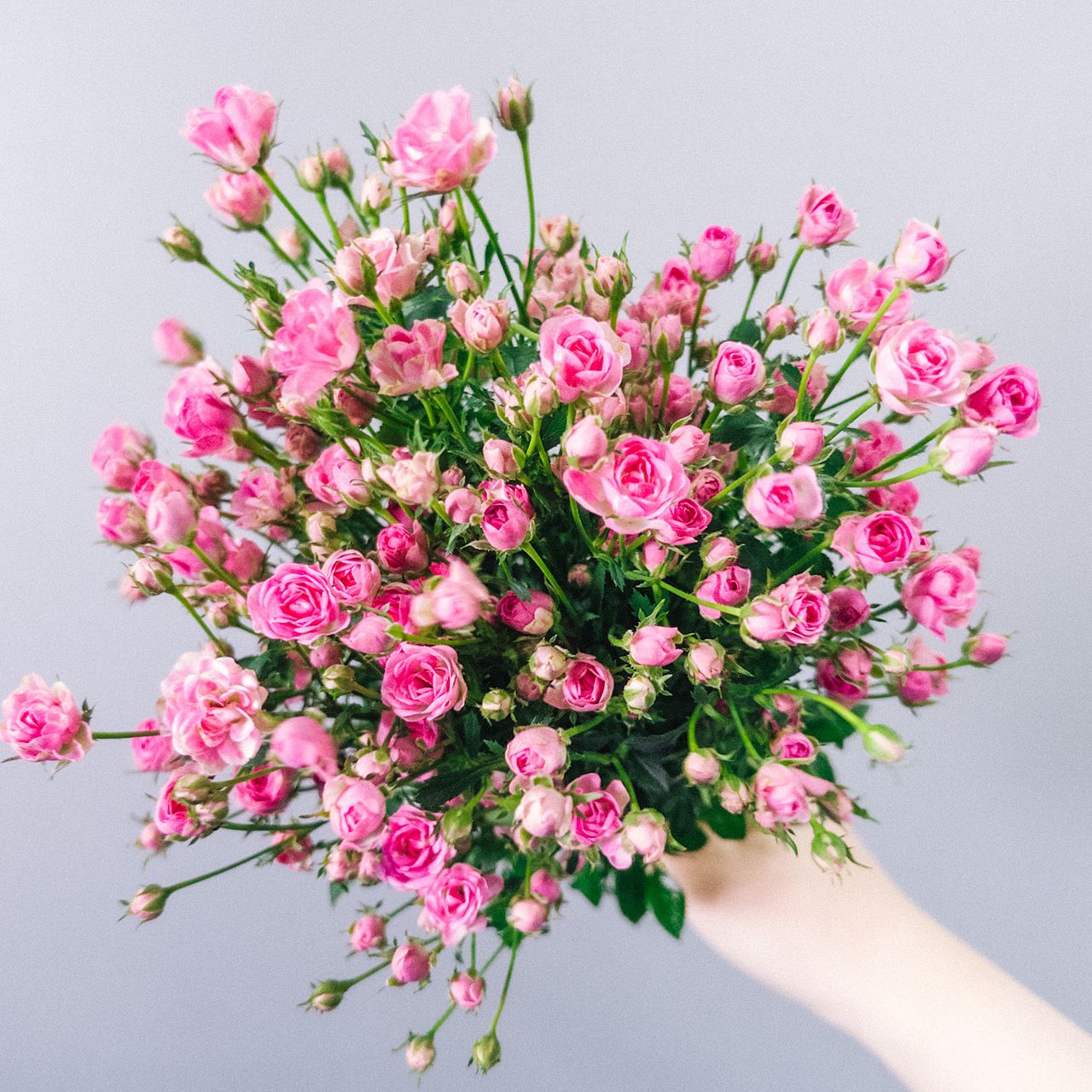 世界一小さなバラ「リトルウッズ」