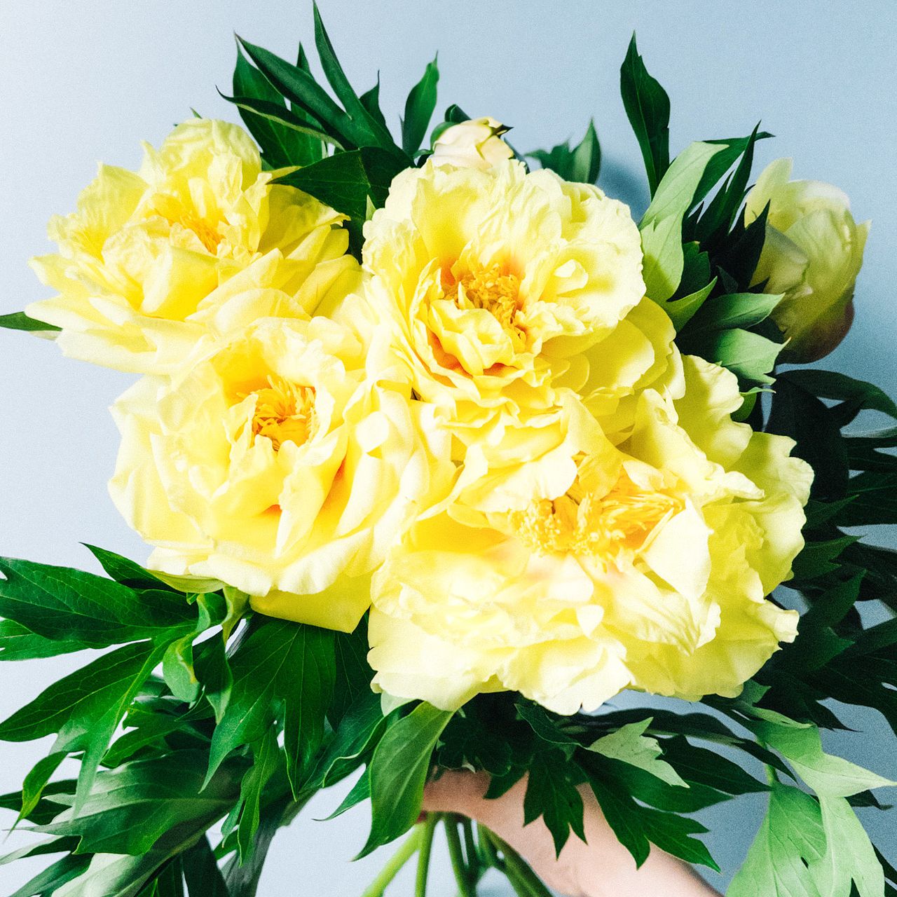 ＊*..レモン色のお花をいっぱい盛り込んで..＊°..ナチュラル　お花の贈り物 large_2014fe6b-db20-4d9f-b99d-