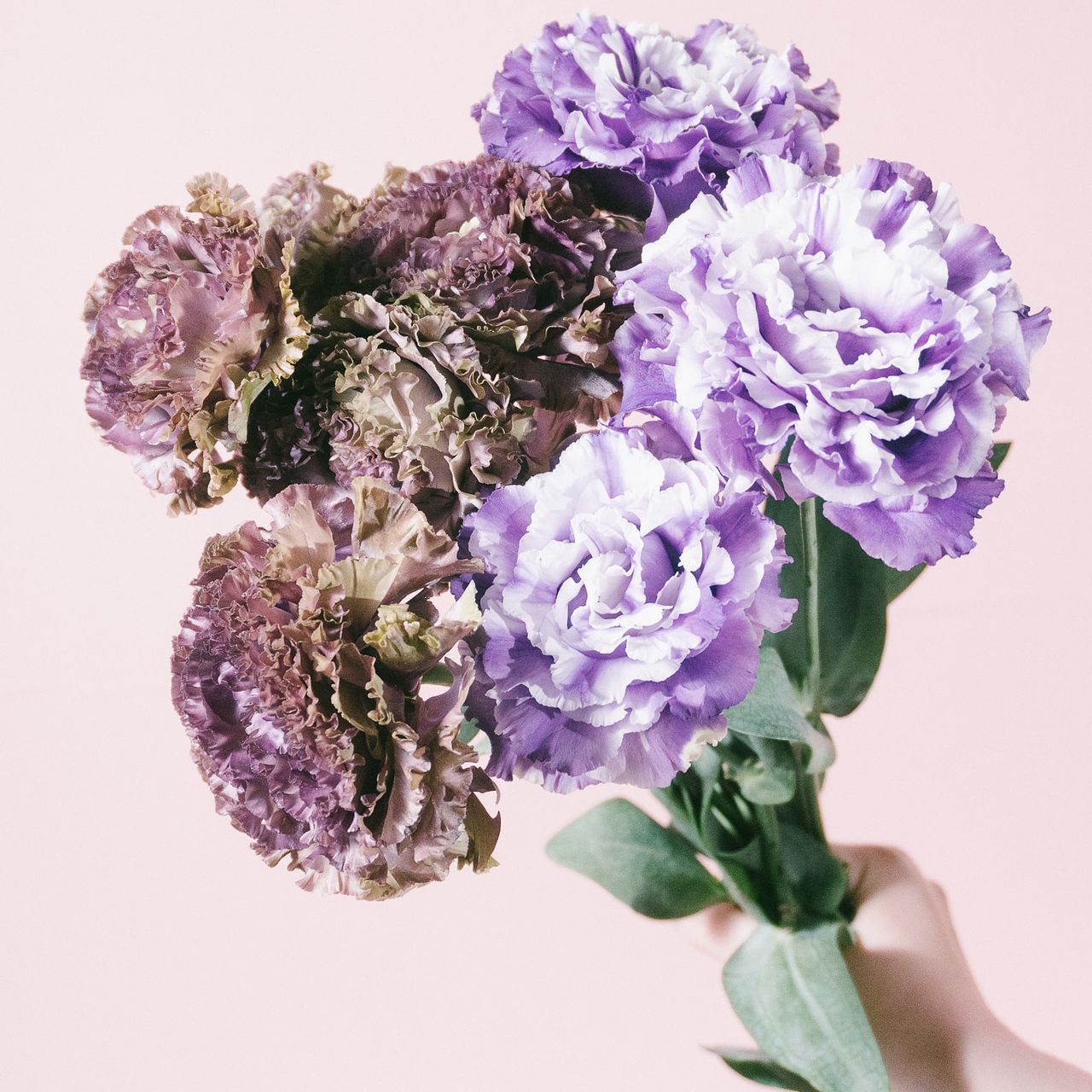 希少なトルコキキョウ「パープル＆NFマーブルブルー」