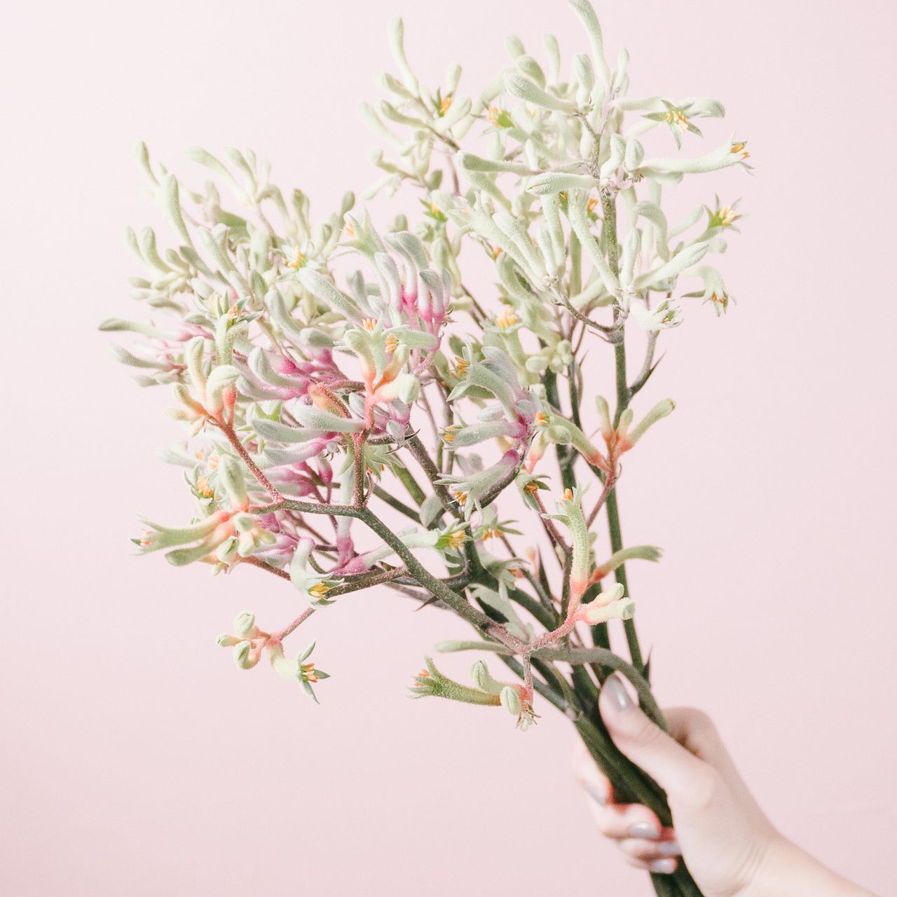 ニュアンスカラーの国産カンガルーポー