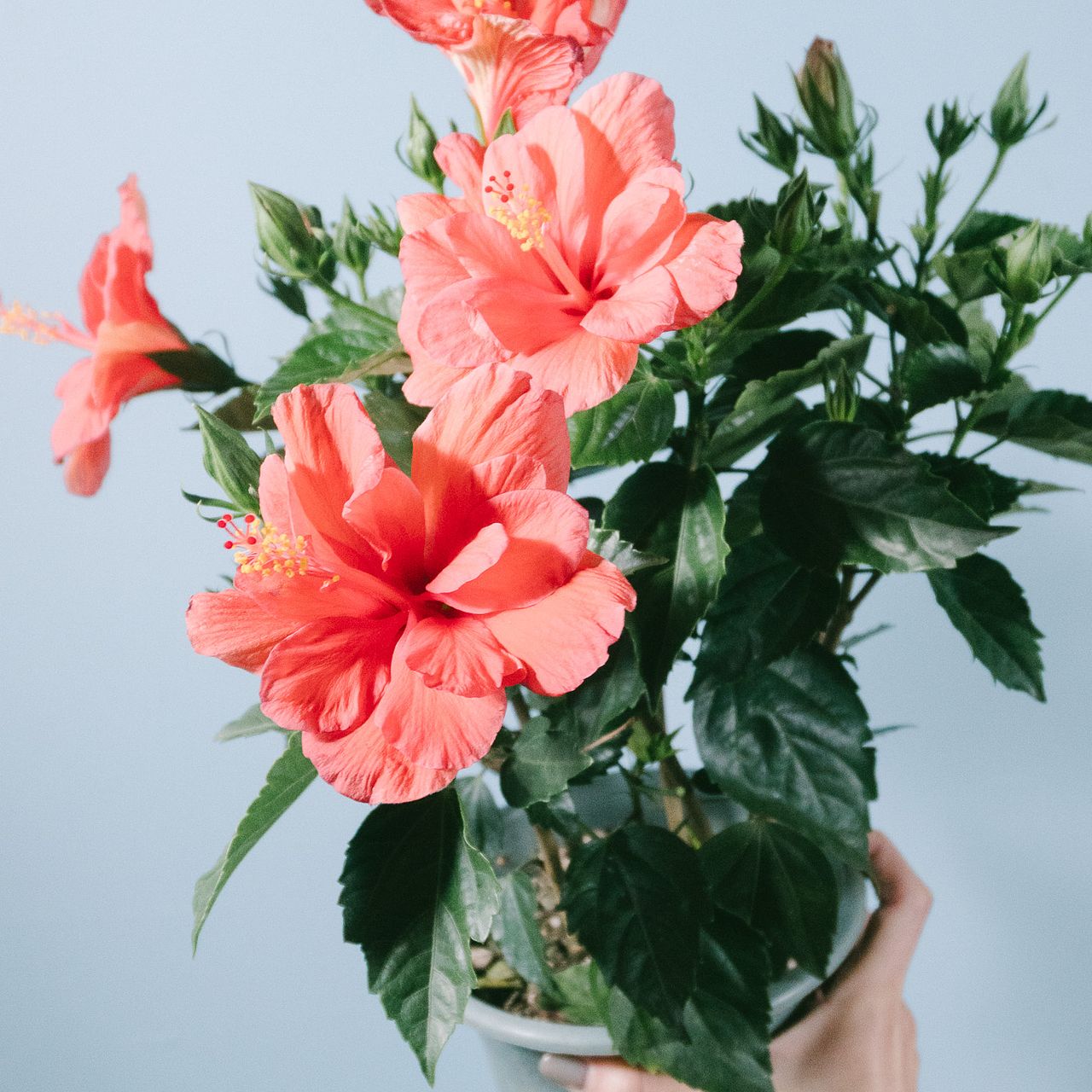 超大株！二色咲き✨レモンイエロー＆コーラルレッド ✨ハイビスカス ハイビスカス（ハワイアン・イエロー）の特徴や育て方、増やし方などの紹介