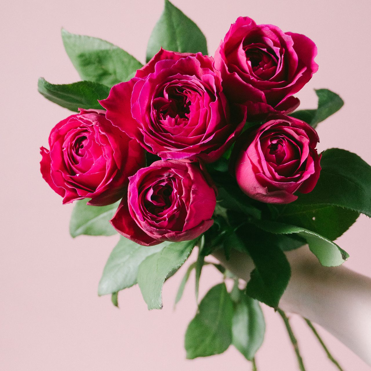 変化を楽しむバラ「アートリークローズ」