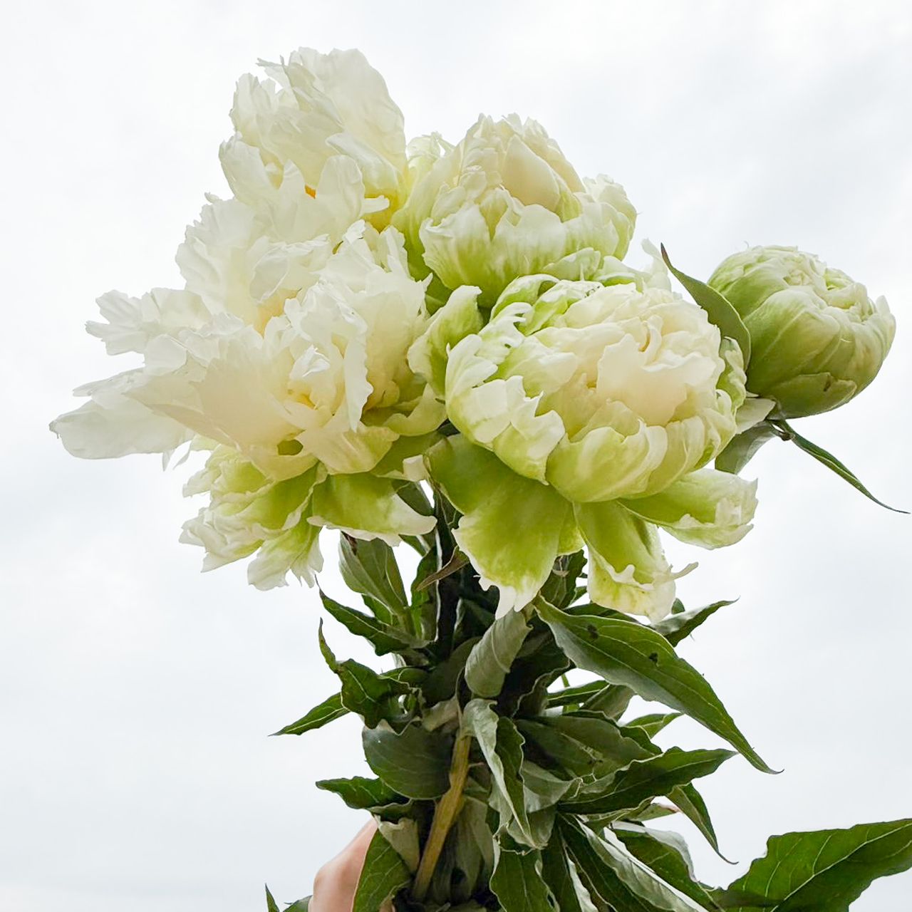 産直】佐井さんの飛び出す芍薬「グリーンハロー」