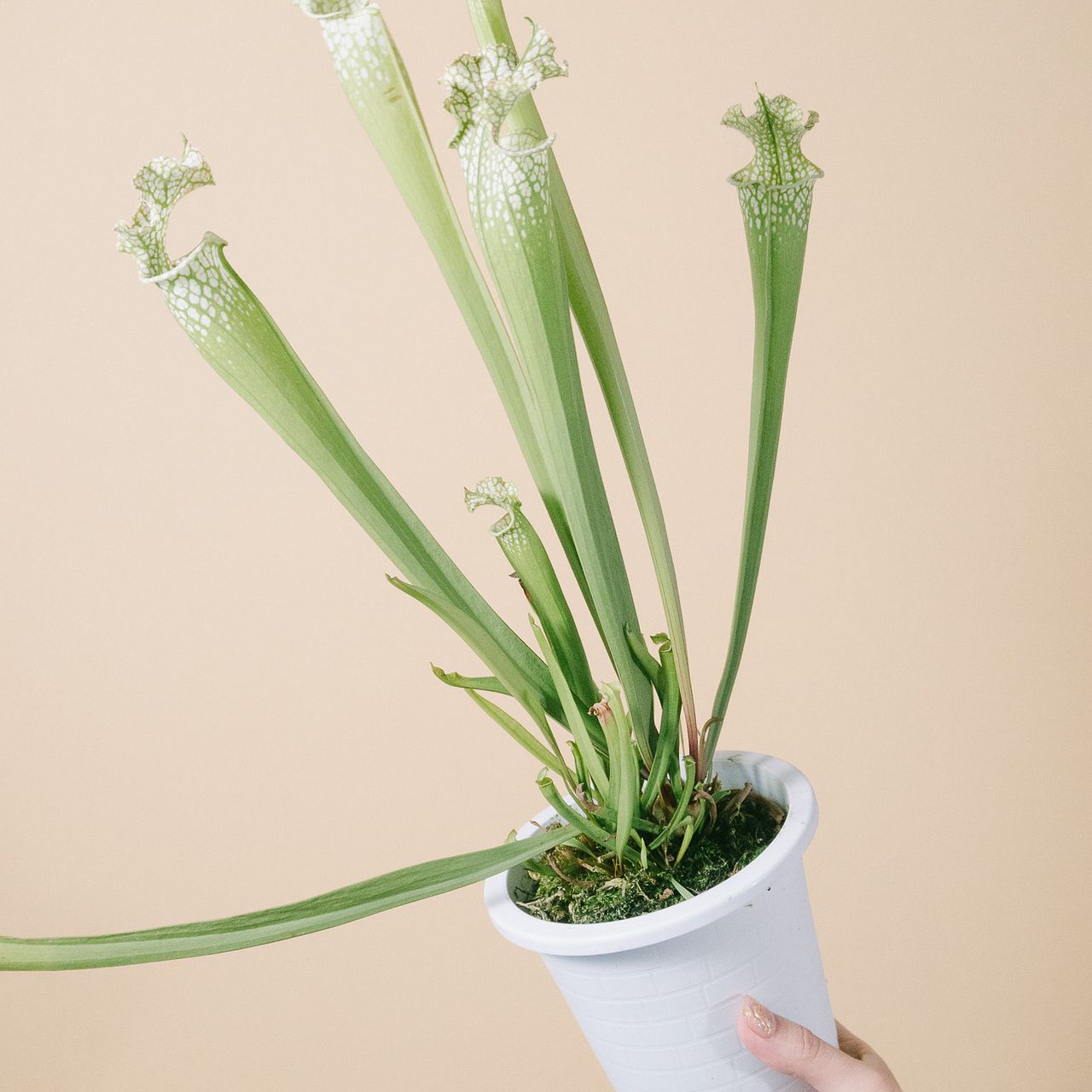 サラセニア レウコフィラ ベリーホワイトトップス 食虫植物 食虫植物サラセニア「レウコフィラ」
