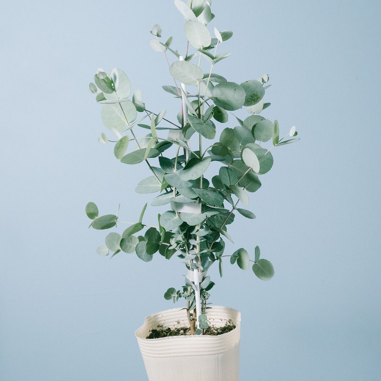 専用＊グニユーカリ.フレッシュ　箱いっぱい　 80サイズ グニユーカリの木
