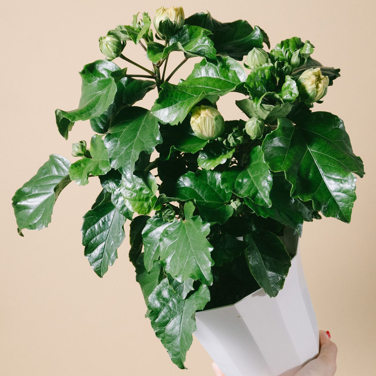 八重咲きハイビスカス「ビーチボール」