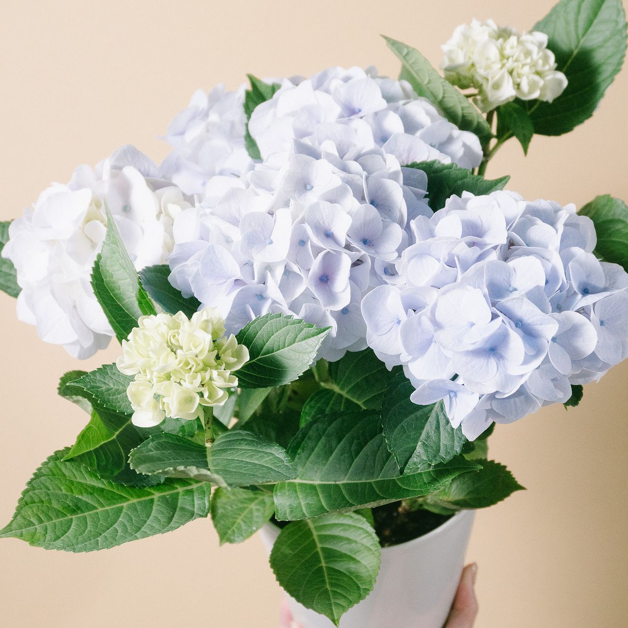 紫陽花「シルクサファイア」