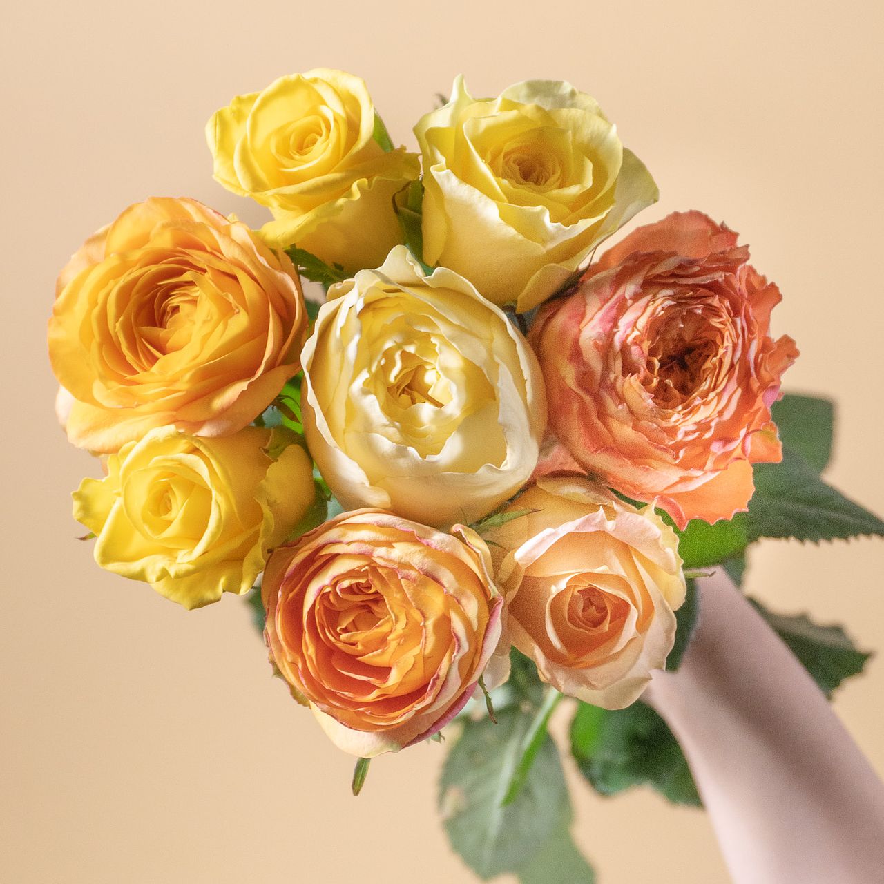 秋葉さんのシトラスローズ