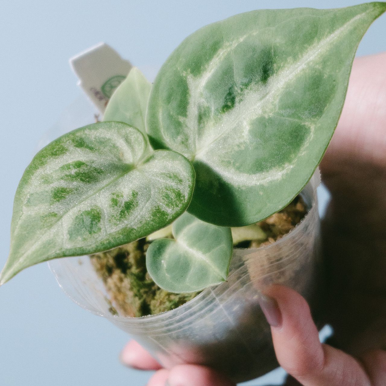 希少なアンスリウム「シルバーブラッシュ」