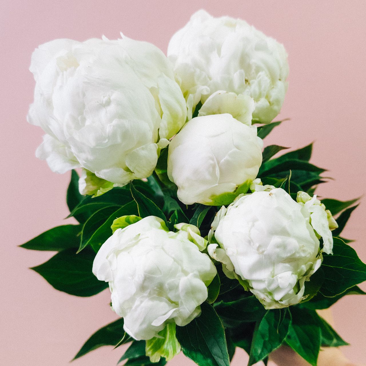 セール】福袋のファッション通販 芍薬 ♡さま専用 白雪姫 6点お