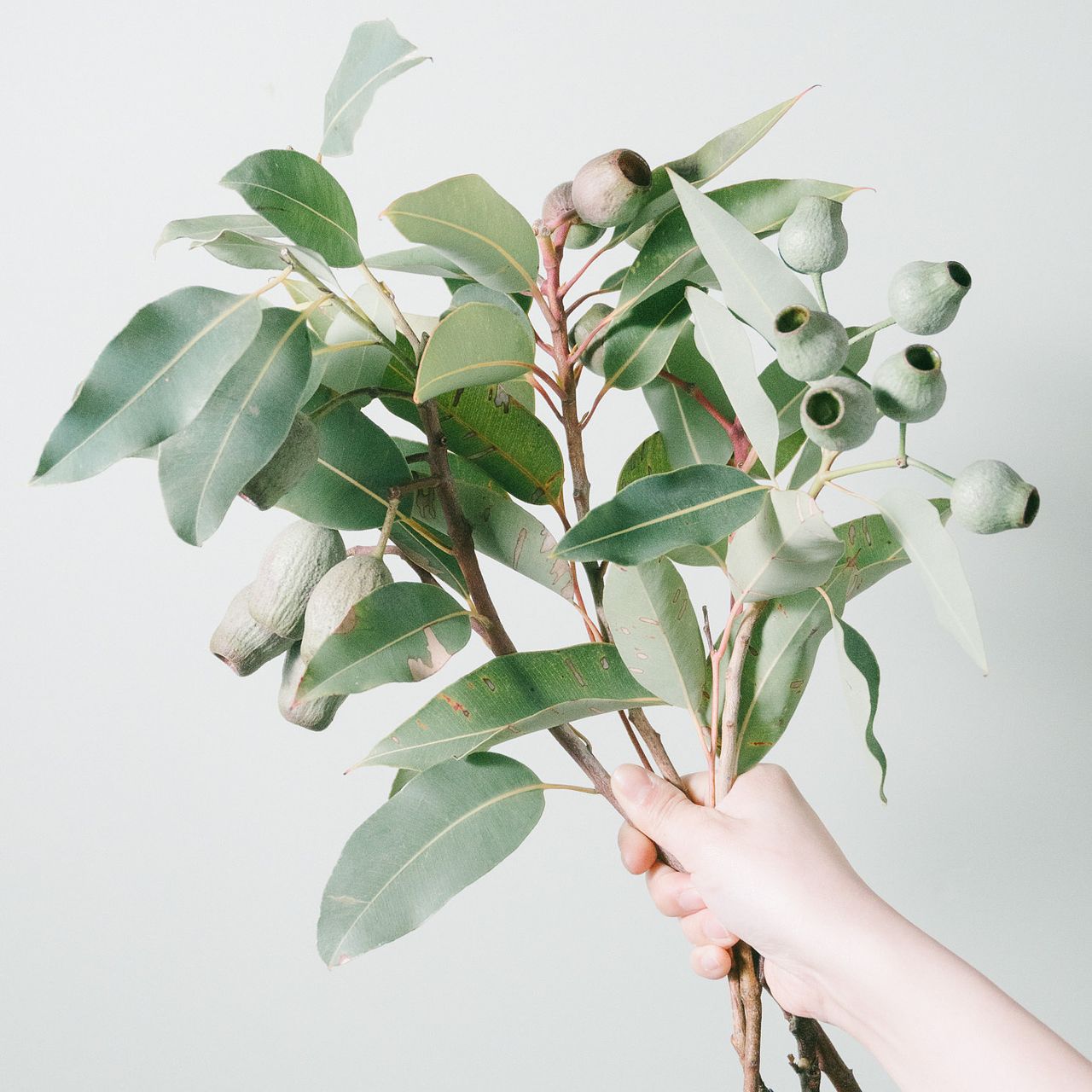 ベルガムナッツ　５個 Amazon.co.jp: ベルガムナッツ トランペットユーカリ 苗 5セット