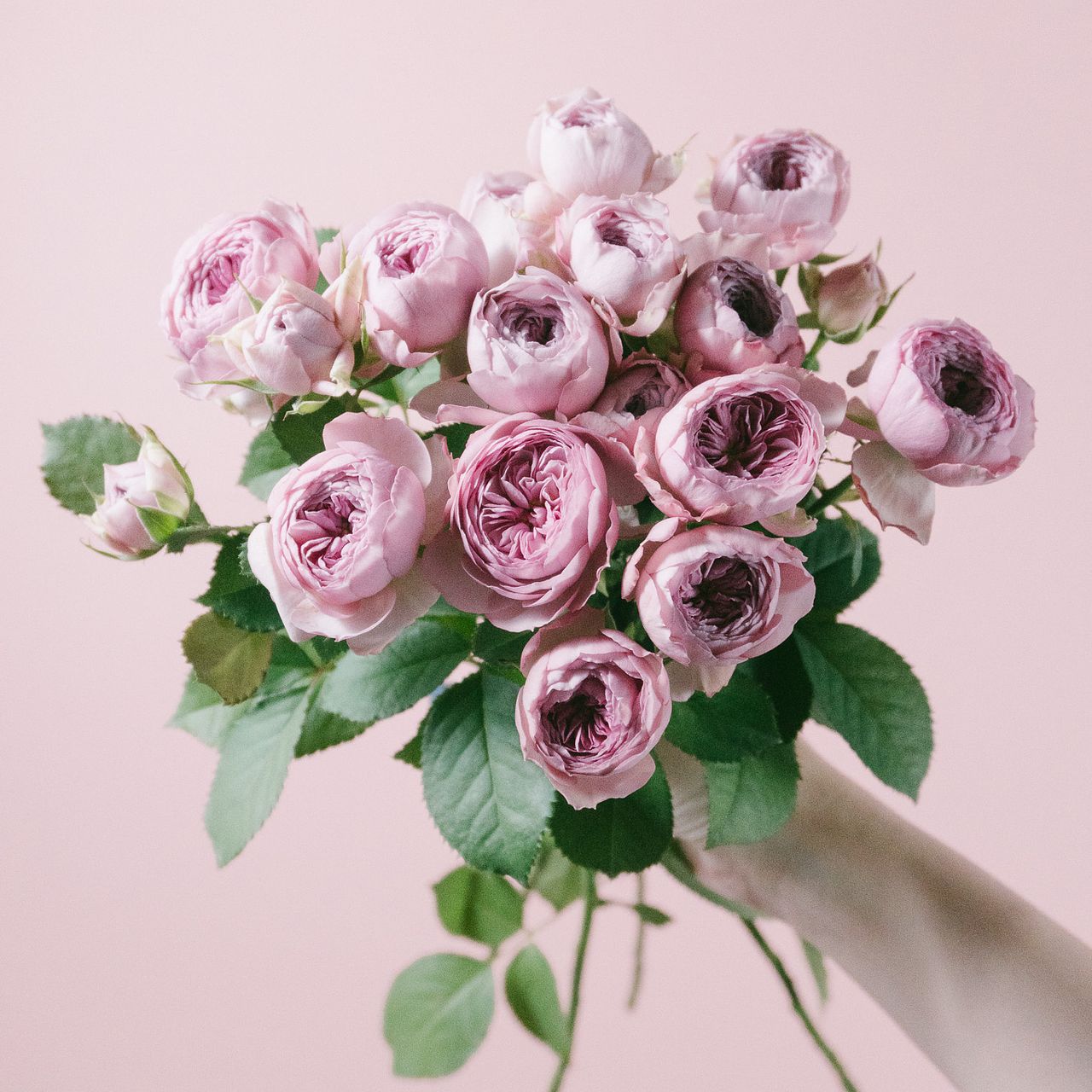 希少品種ローズ「モーブティアラ」