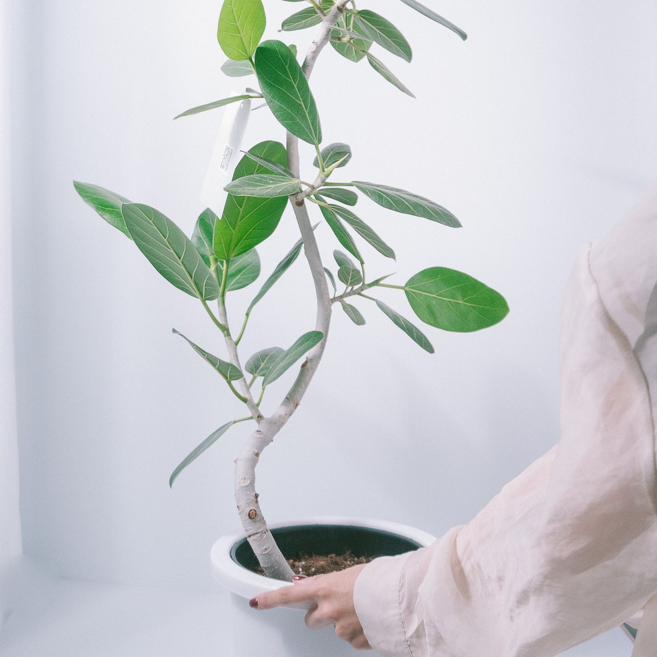 大きなフィカス「オードリー」