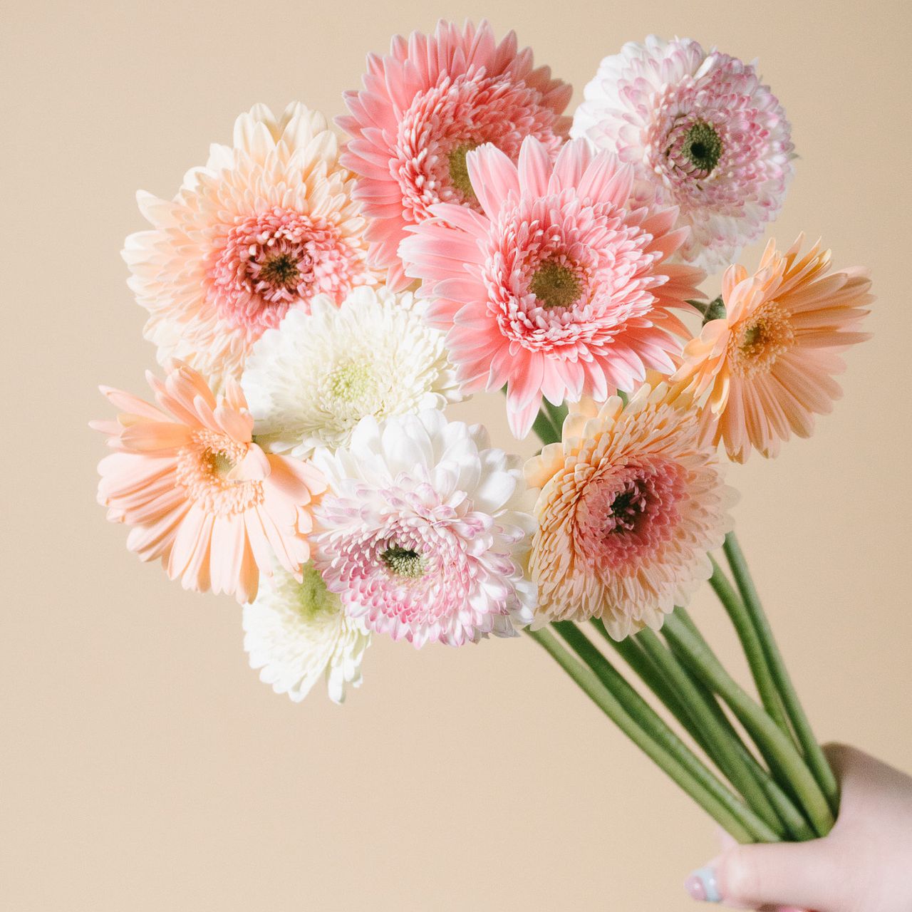 原種ガーベラ　ピンク(肌色)他 原種ガーベラ ピンク他 原種ガーベラ ピンク他 原種ガーベラ ピンク