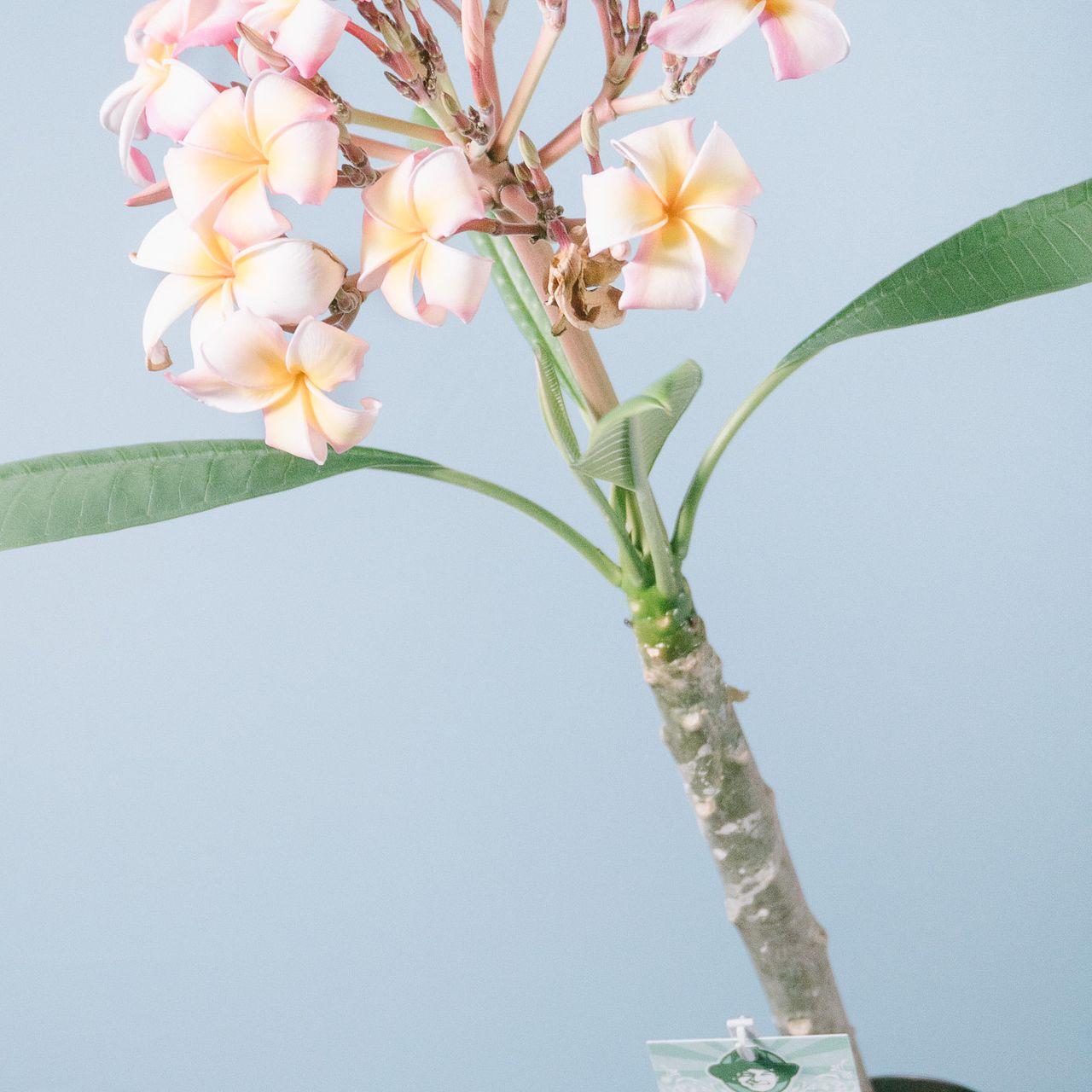 おまかせハワイのお花「プルメリア」（5号）