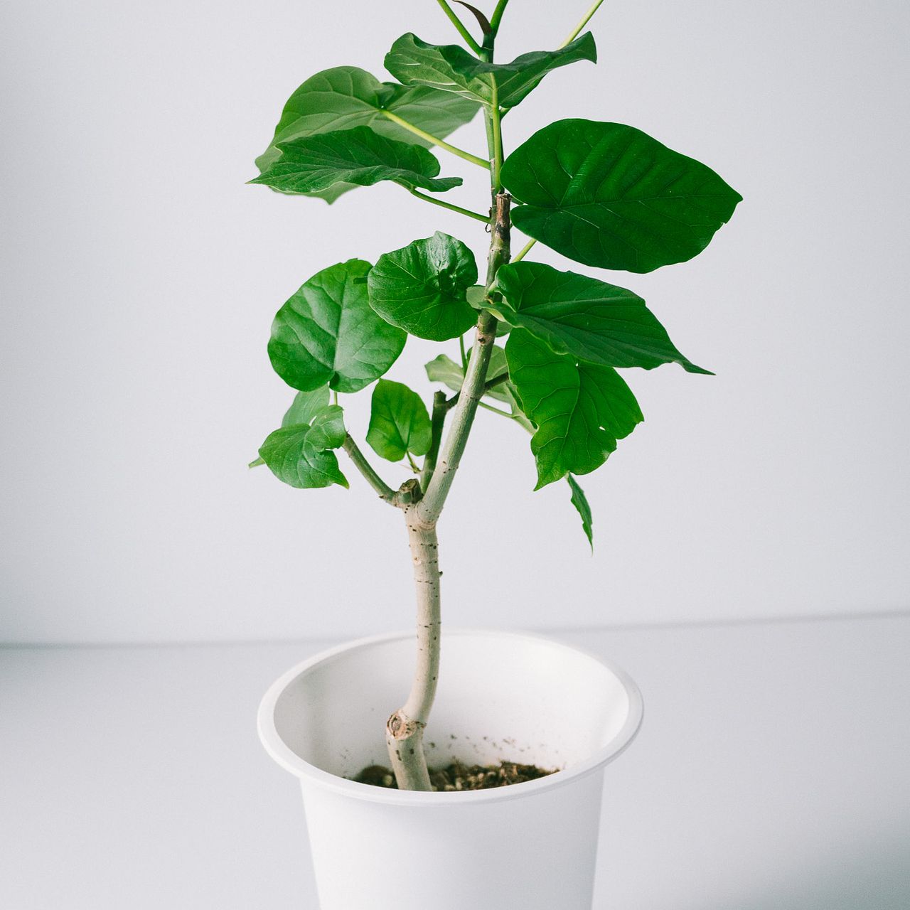 大きなフィカス「ウンベラータ」（6号）