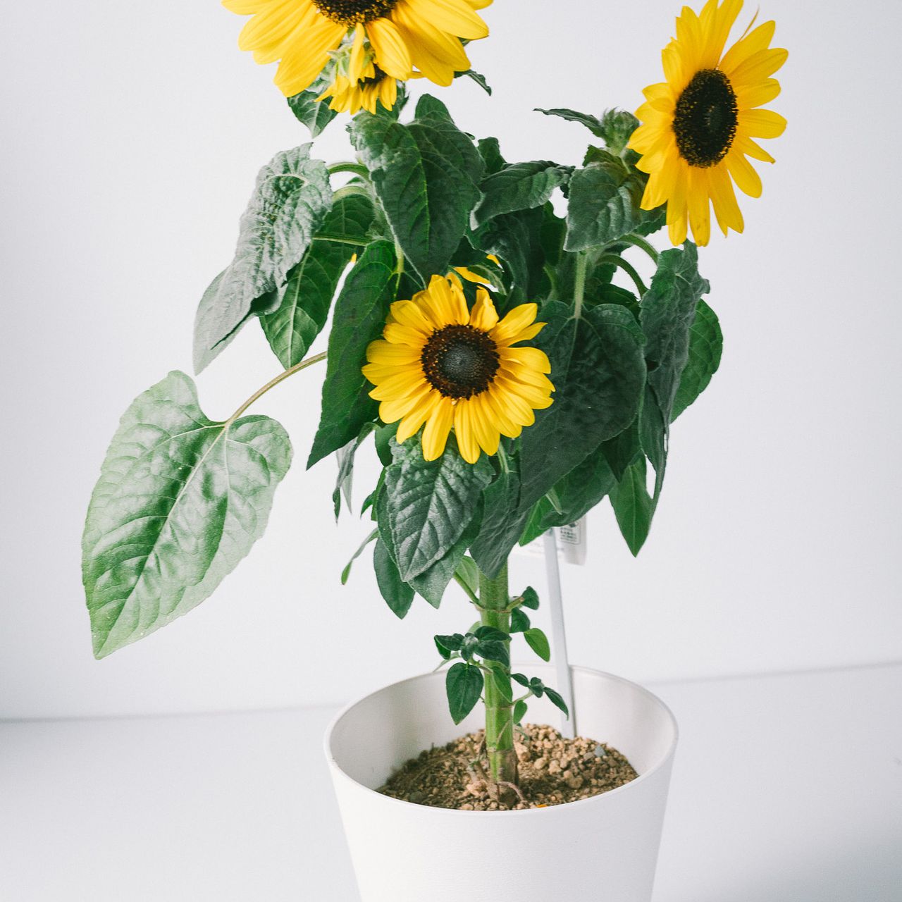 何度も咲くひまわり「 サンフィニティー」