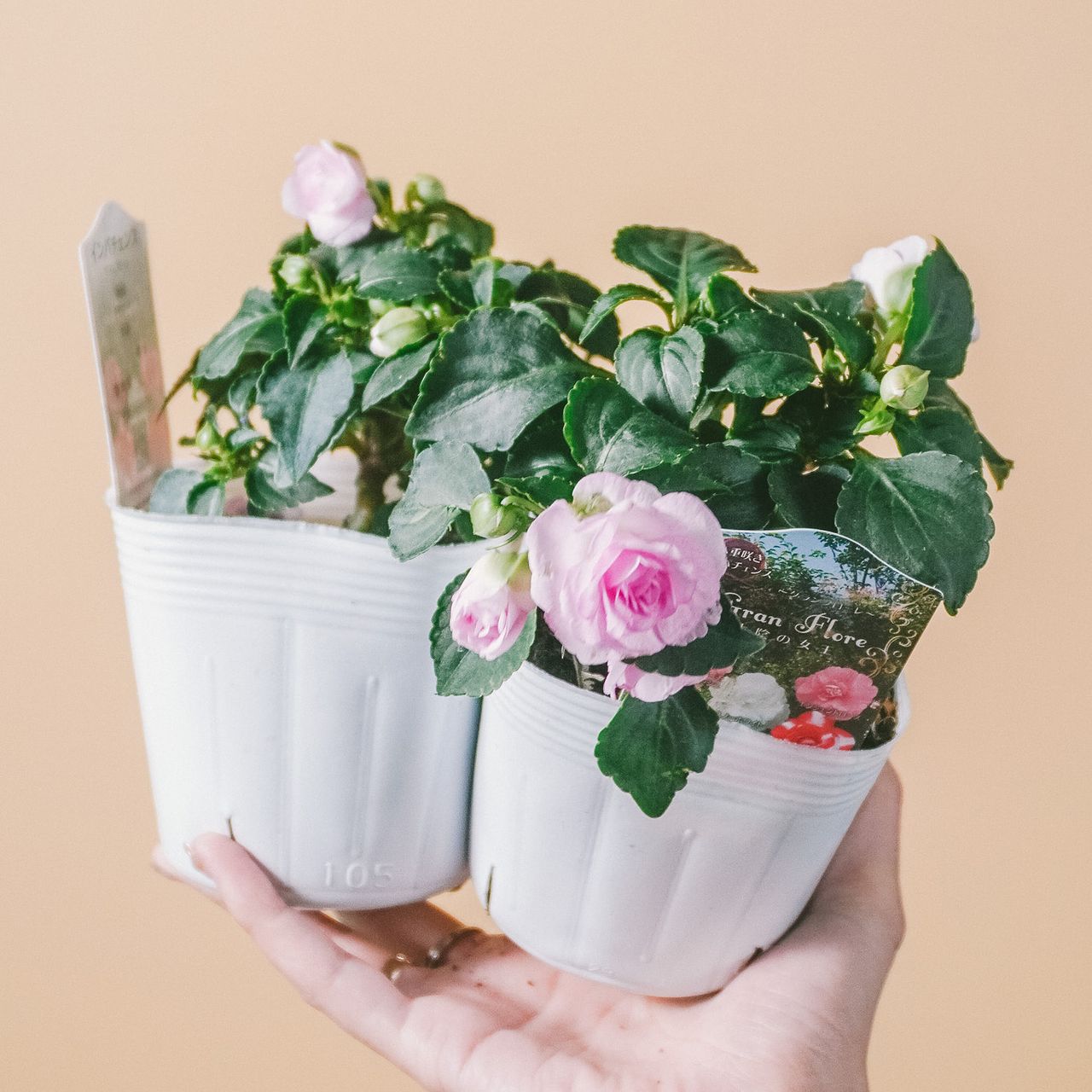 ぱぱさん専用 / Floraison ぱぱさん専用 / Floraison