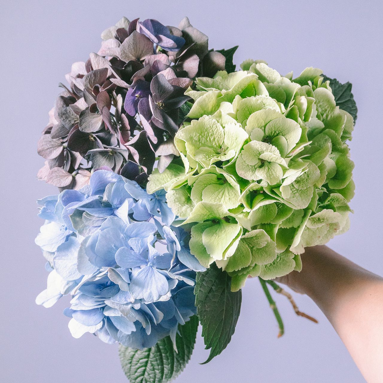 おまかせアンティーク紫陽花（3本）
