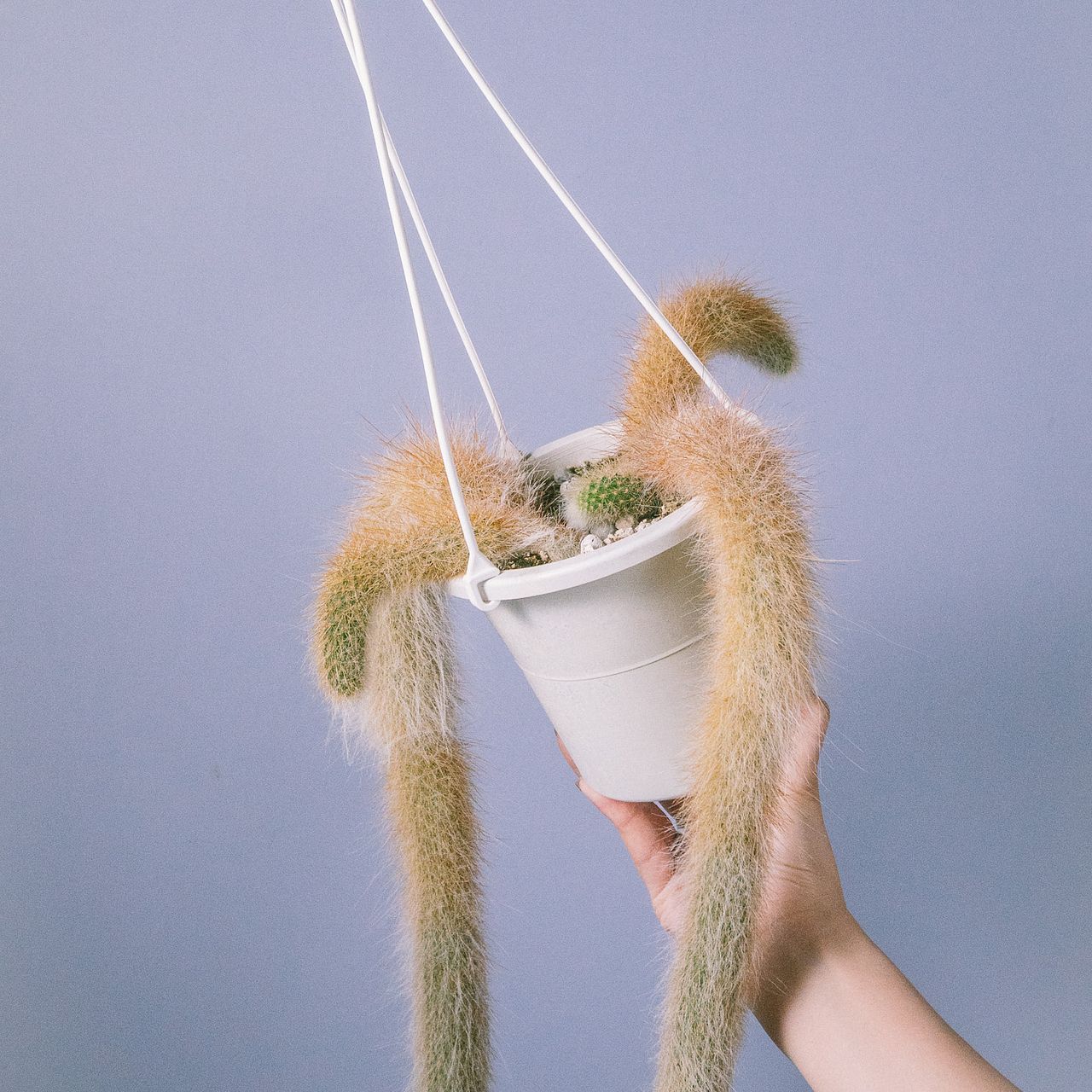 希少なヒモサボテン ヒルデウィンテラ「猿のしっぽ」