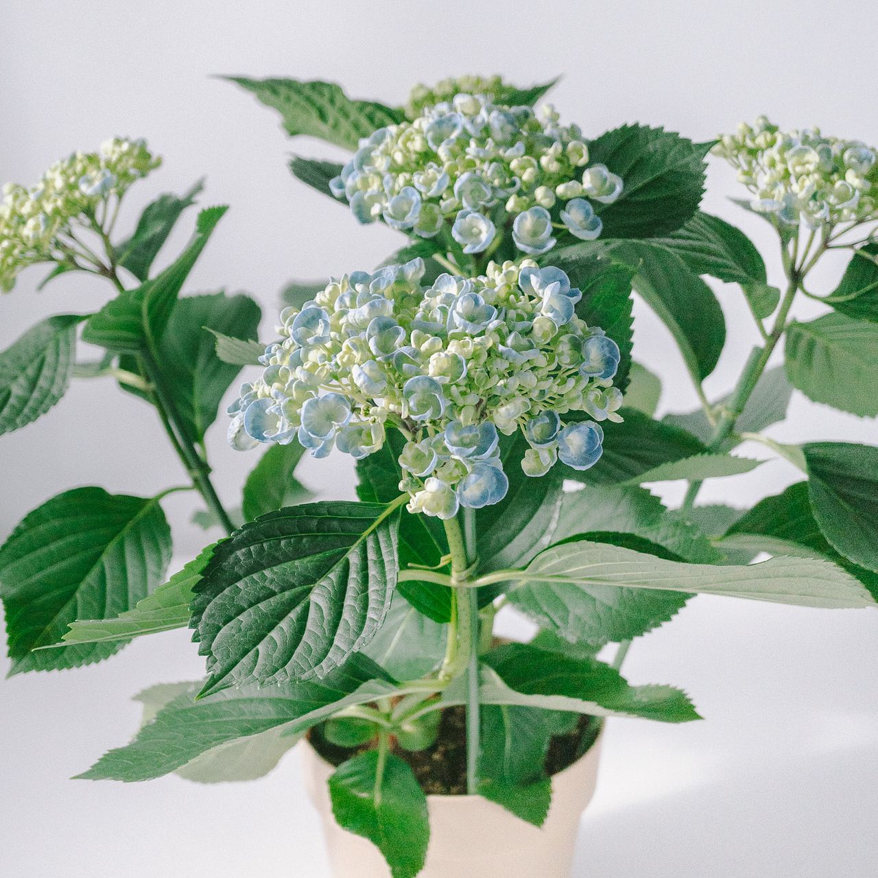 紫陽花　ポップコーン　蕾付き苗　2年生苗 紫陽花「ホップコーン」