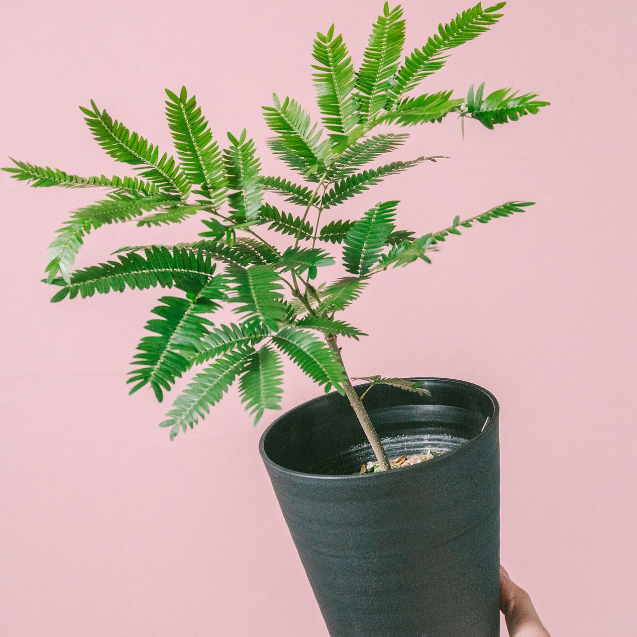 幸福を呼ぶ「エバーフレッシュ」