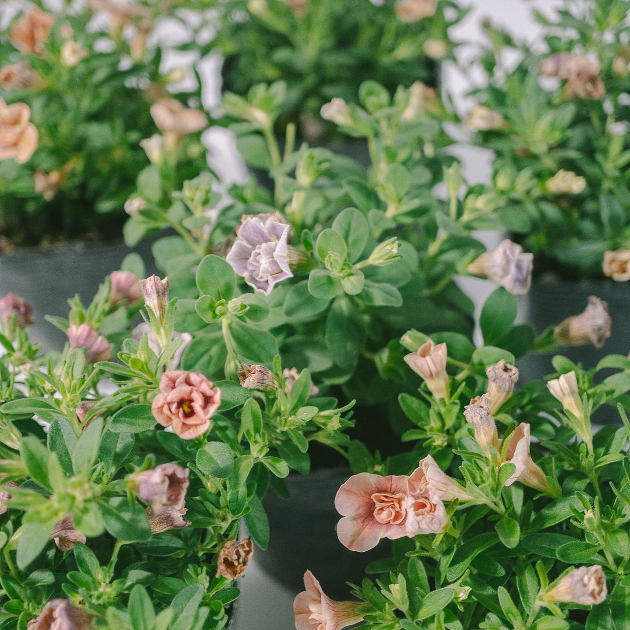 おまかせ八重咲きペチュニア「ティフォシーアンティーク」（2鉢）