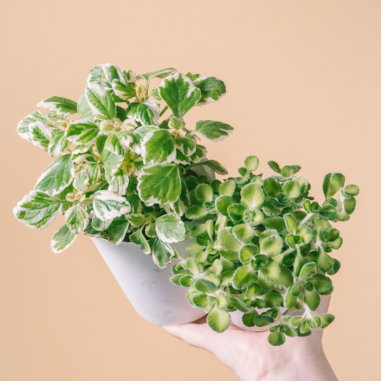 ライムシャワー（斑入りアロマティカス）G対策に‼️ 抜き苗　根付き　2本　かえる ライムシャワー（斑入りアロマティカス）G対策に‼️ 抜き苗 根付き 2本