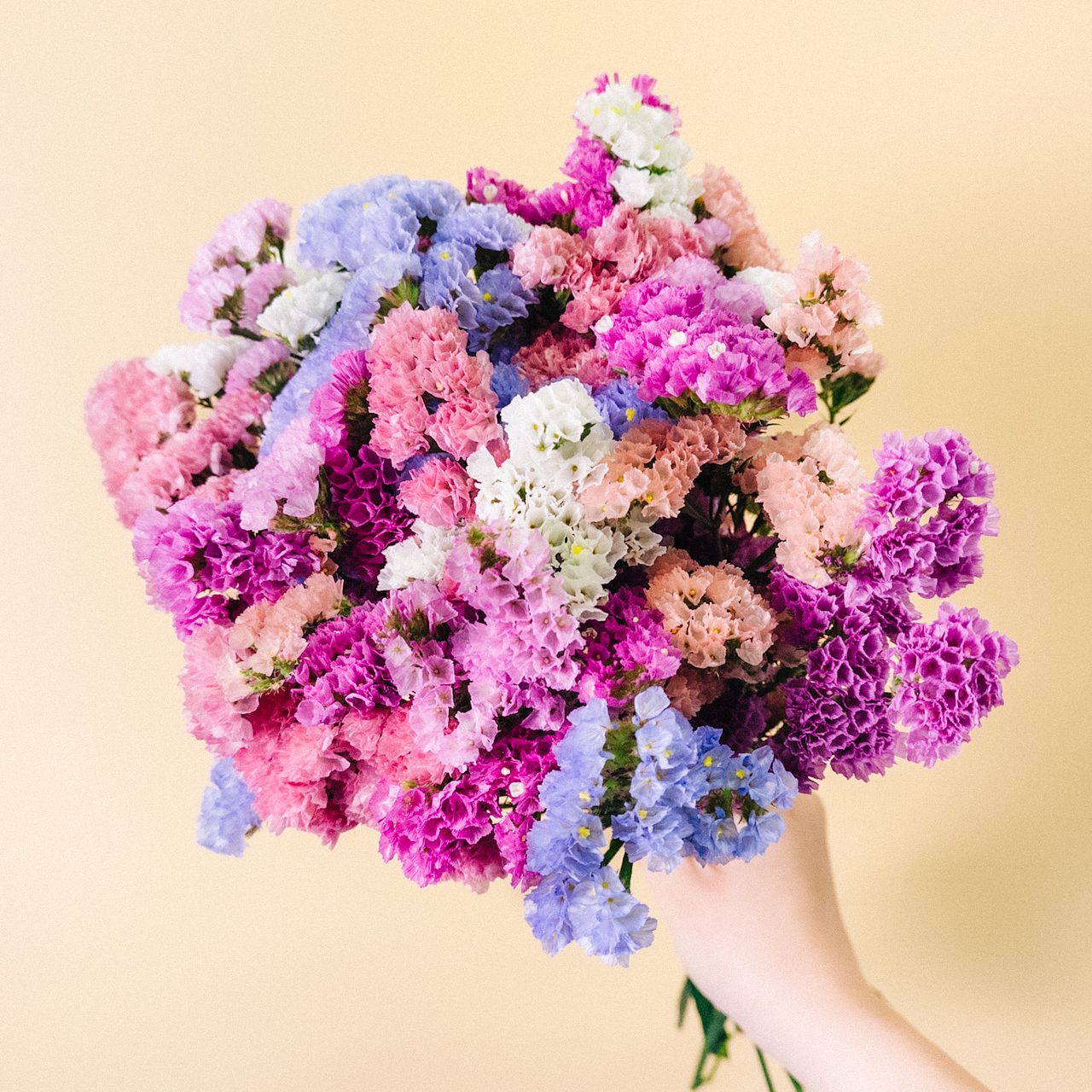 もこもこスターチスのスワッグ