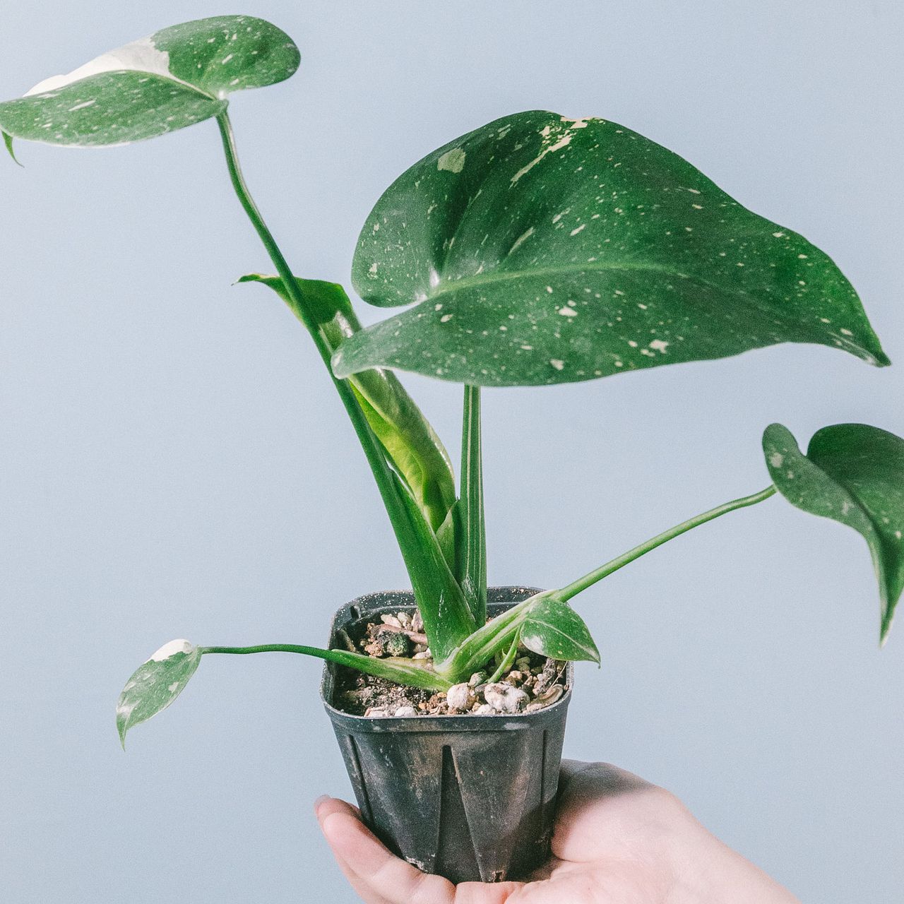 最終価格です！大株 斑入りモンステラ タイコンステーション【超希少