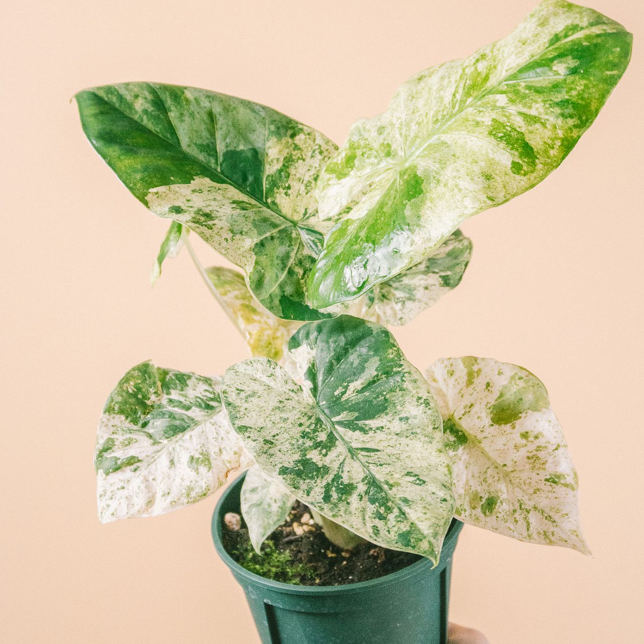 希少！斑入りアロカシア