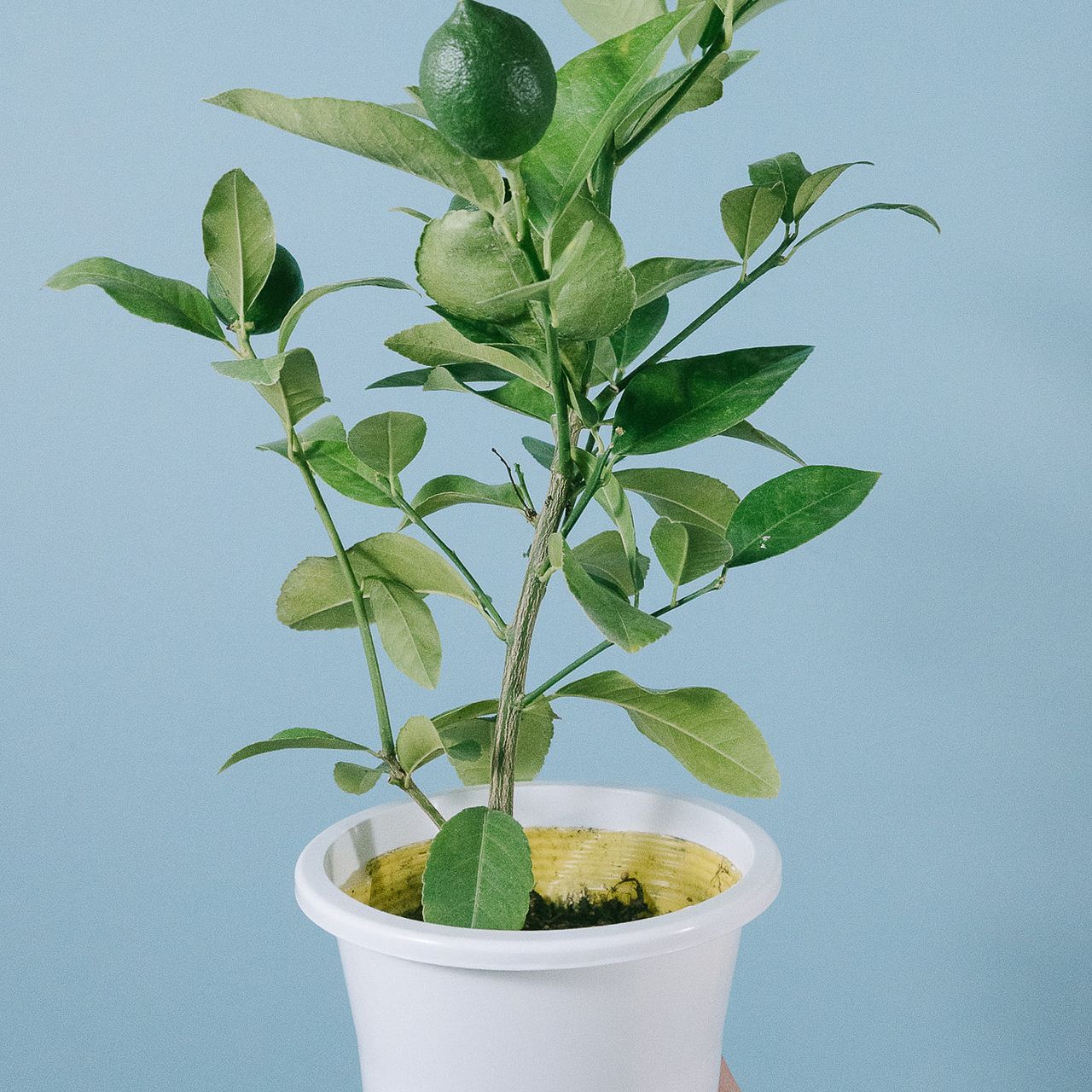 large_81e569e8-fad7-4843-ab36-