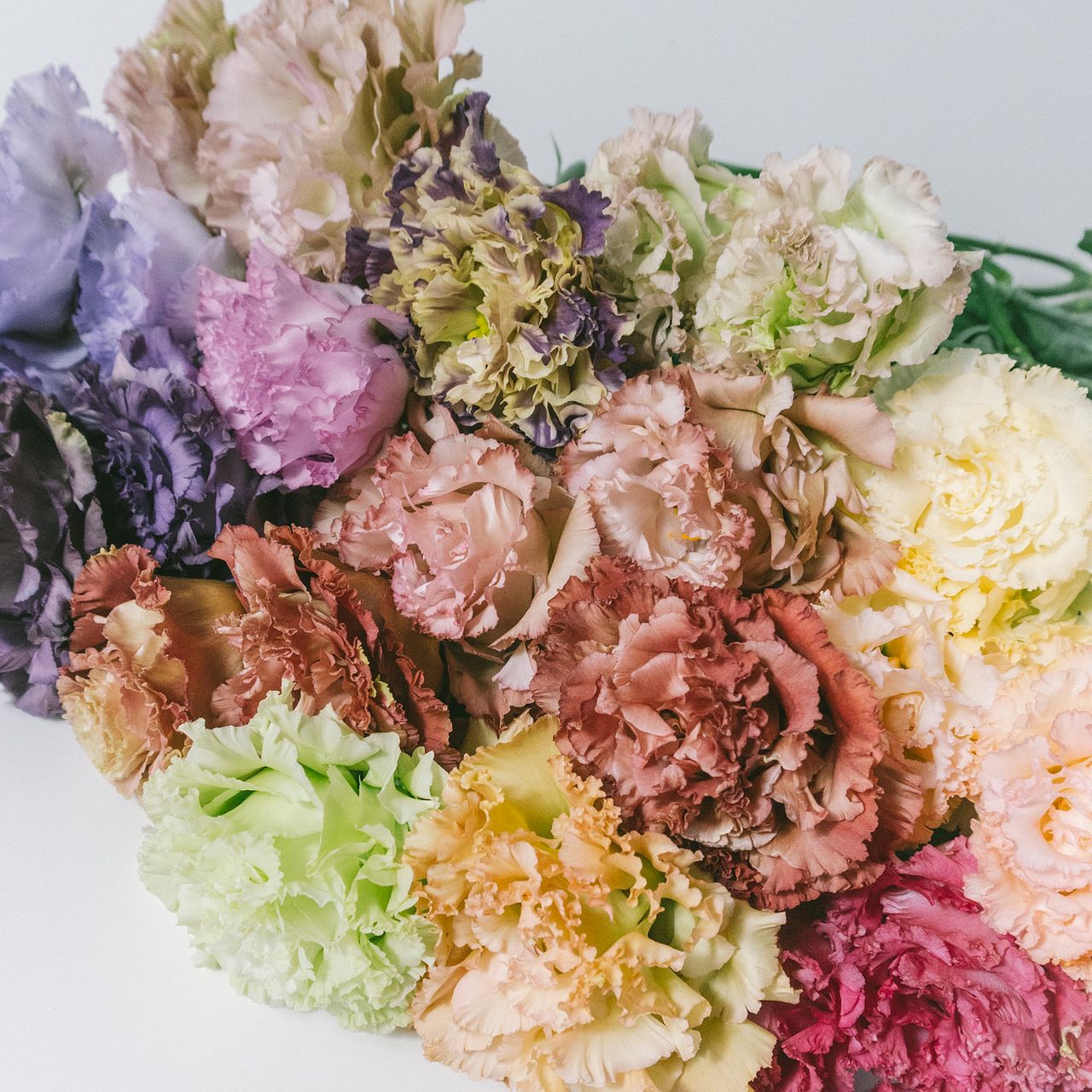 中曽根さんの極上トルコキキョウ「希少品種アソート」