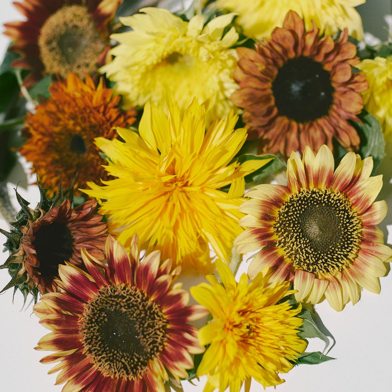 希少品種アソート「ヒマワリ」