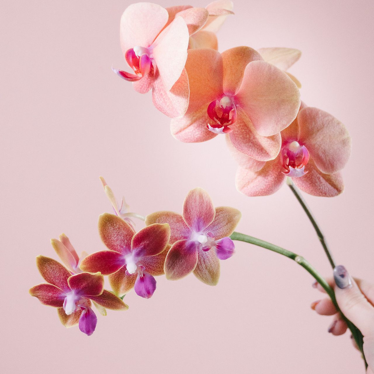 日野洋蘭園のドロップとサーフソング（2本）